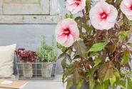 Hibiscus moscheutos Pink Candy