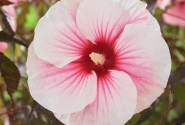 Hibiscus moscheutos Pink Candy