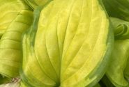 Hosta Stained Glass