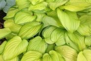 Hosta Stained Glass