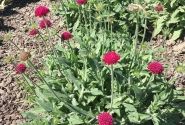 Knautia Green Lightning