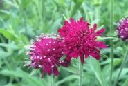 Knautia Green Lightning