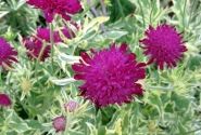 Knautia Thunder & Lightning