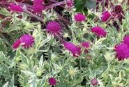 Knautia Thunder & Lightning