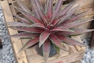 Mangave hybrida Blazing Saddles