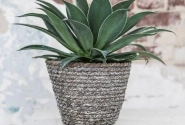 Mangave hybrida Lavender Lady