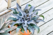 Mangave hybrida Night Owl