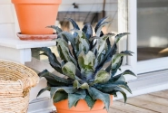 Mangave hybrida Night Owl