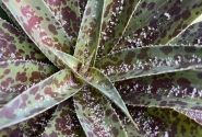 Mangave hybrida Pineapple Express
