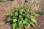 Persicaria amplexicaulis Alba Junior