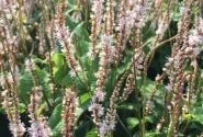 Persicaria amplexicaulis Alba Junior