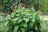 Persicaria amplexicaulis Bonfire