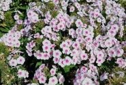 Phlox paniculata Bambini Bullseye