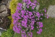 Phlox paniculata JS Queen Paola