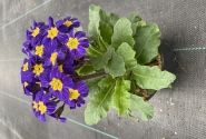 Primula OakLeaf Blue