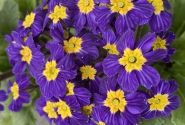 Primula OakLeaf Blue