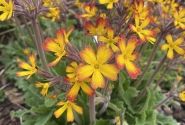 Primula OakLeaf Yellow Picotee