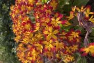 Primula OakLeaf Yellow Picotee