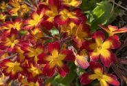 Primula OakLeaf Yellow Picotee