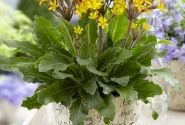 Primula OakLeaf Yellow Picotee