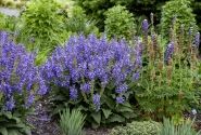 Salvia  Big Sky