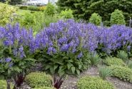 Salvia  Big Sky