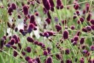Sanguisorba Plum Drops