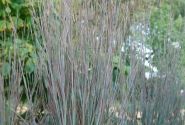 Schizachyrium scoparium Standing Ovation