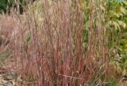 Schizachyrium scoparium Standing Ovation