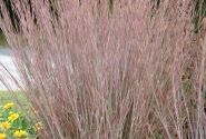 Schizachyrium scoparium Standing Ovation
