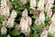 Tiarella Pink Skyrocket