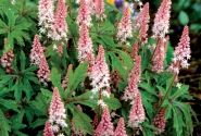 Tiarella Pink Skyrocket
