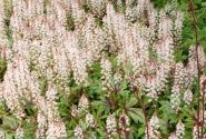 Tiarella Sugar & Spice