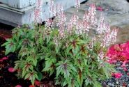 Tiarella Sugar & Spice