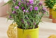 Tradescantia andersoniana JS Brainstorm