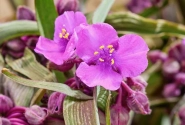 Tradescantia andersoniana JS Brainstorm