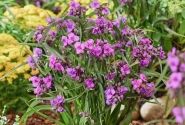 Tradescantia andersoniana JS Brainstorm