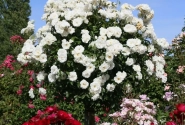 Rosa Schneewittchen, 2l podā