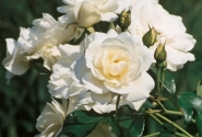 Rosa Schneewittchen, 2l podā