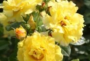 Rosa Lichtkönigin Lucia, 2l podā