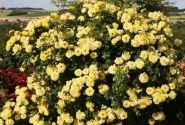 Rosa Lichtkönigin Lucia, 2l podā