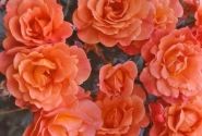 Rosa Westerland, 2l podā