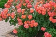 Rosa Westerland, 2l podā