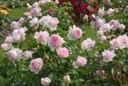 Rosa Wellenspiel, 2l podā