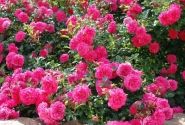Rosa Knirps, augststumbrs 60cm