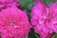 Rosa Knirps