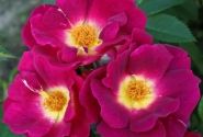 Rosa Weg der Sinne, 2l podā