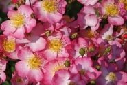 Rosa Juanita, 2l podā