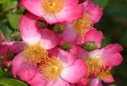 Rosa Juanita, 2l podā