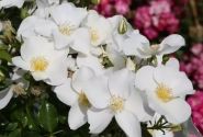Rosa Escimo